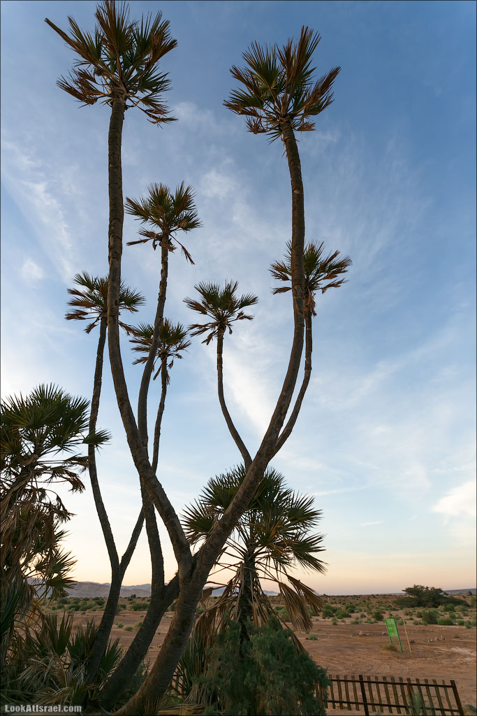 Дум пальмы | LookAtIsrael.com - Фото путешествия по Израилю