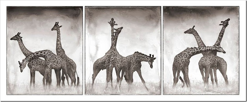 la danxa della giraffa