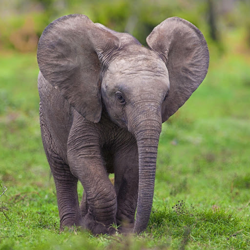 Hd-181154-ascw181154