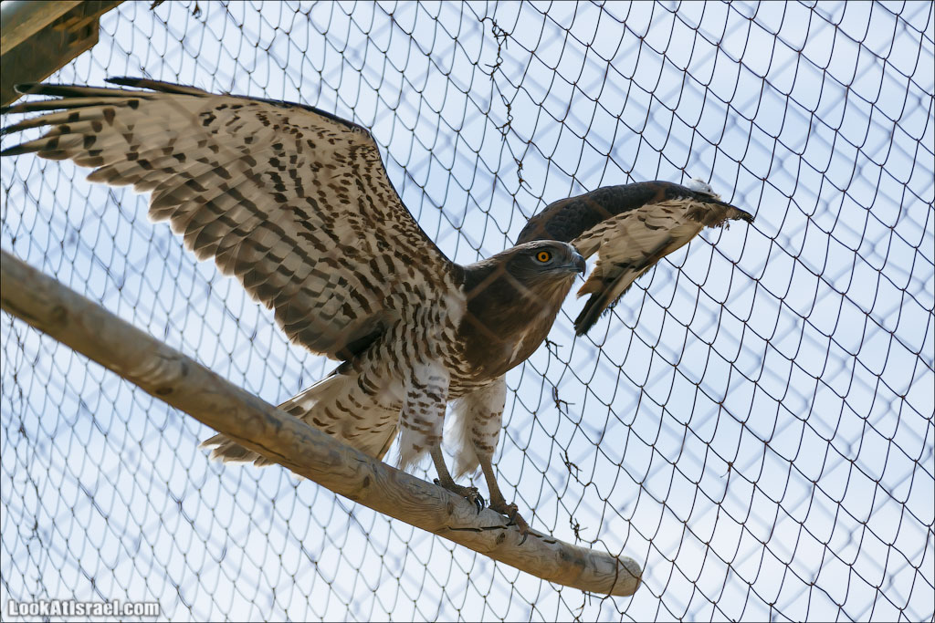 LookAtIsrael.com - Заповедник библейских животных Хай Бар | Hai Bar reserve | חי בר