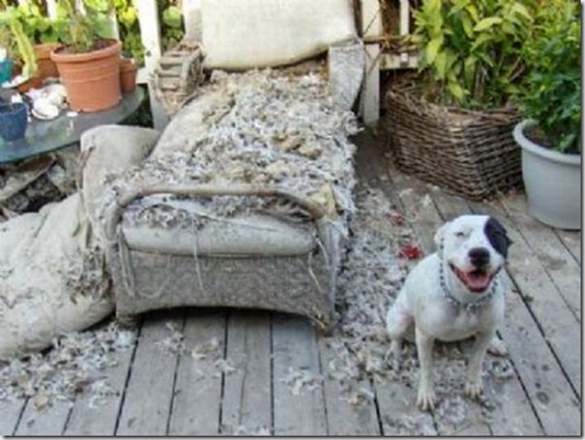 funny-cats-dogs-destroy-house-025