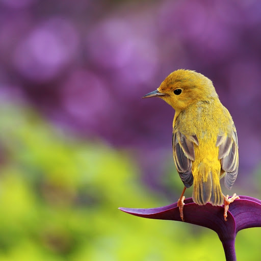 Hd-172840-ascw172840