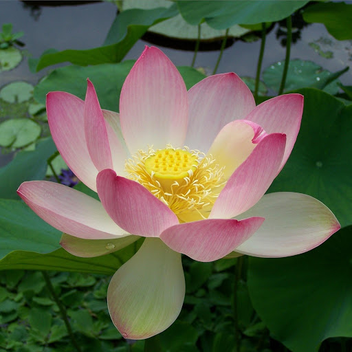 Hd-184139-ascw184139