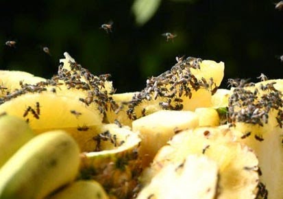 [home%2520remedies%2520for%2520flies_4%255B4%255D.jpg]