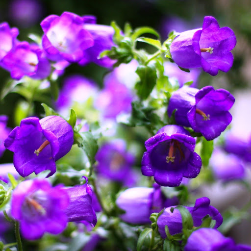 Hd-141731-ascw141731