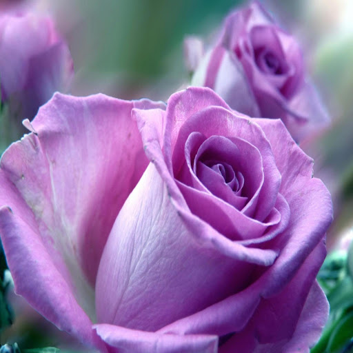 Hd-172219-ascw172219