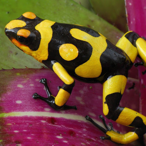 Hd-138023-ascw138023