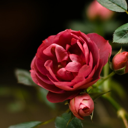 Hd-171773-ascw171773