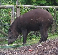 tapir du Brésil