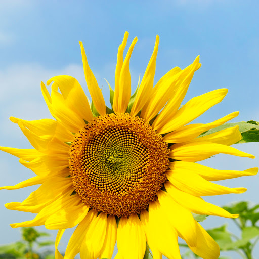 Hd-170935-ascw170935