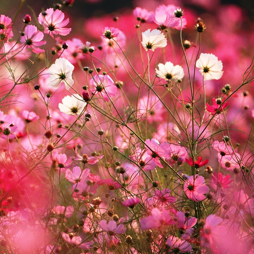 Hd-146273-ascw146273