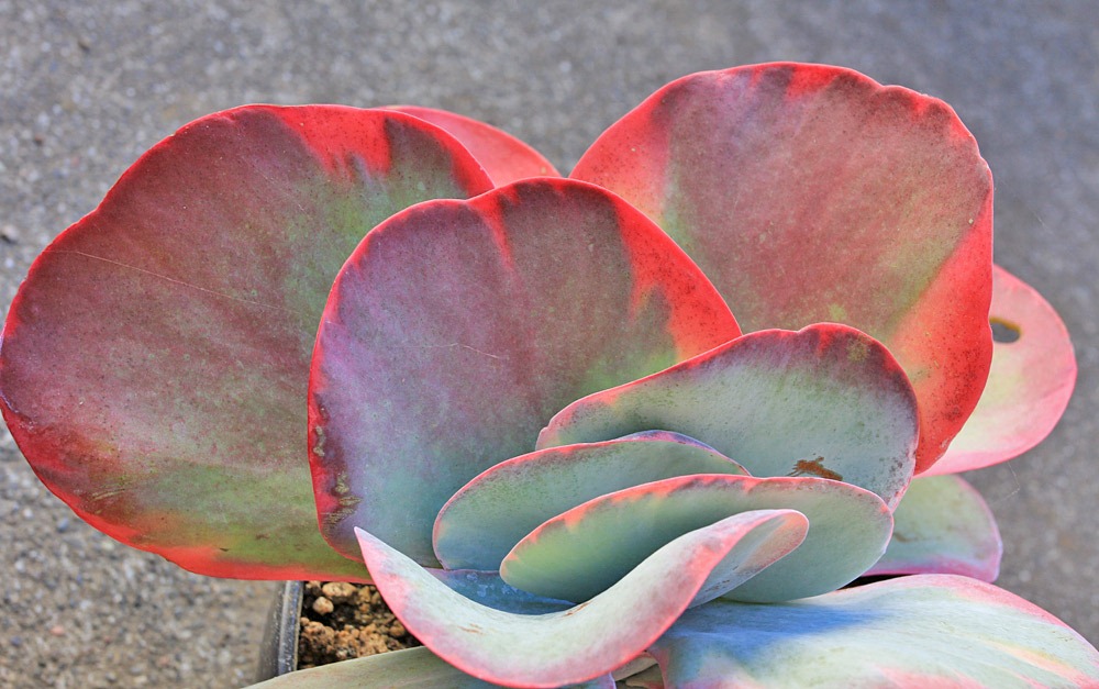 [121110_Kalanchoe-luciae-Fantastic_05%255B6%255D.jpg]