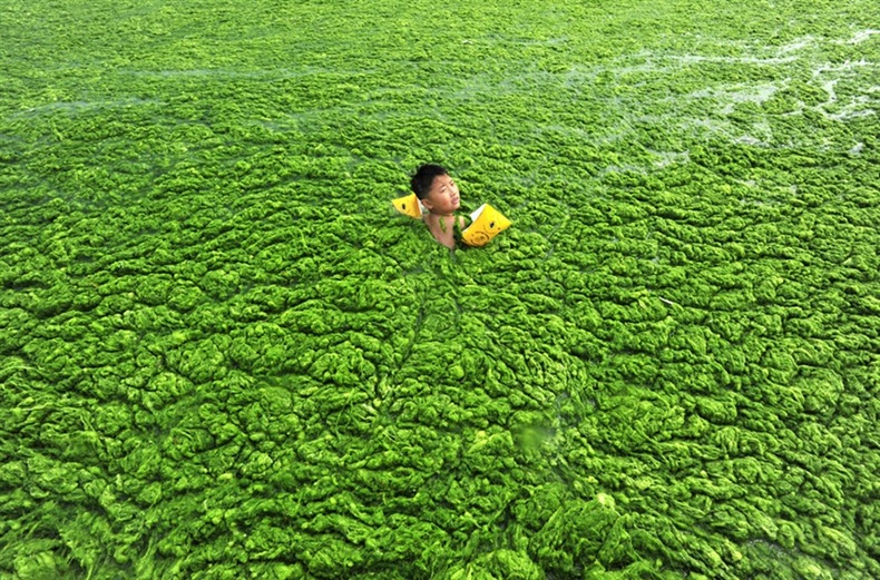 chinese-algae1
