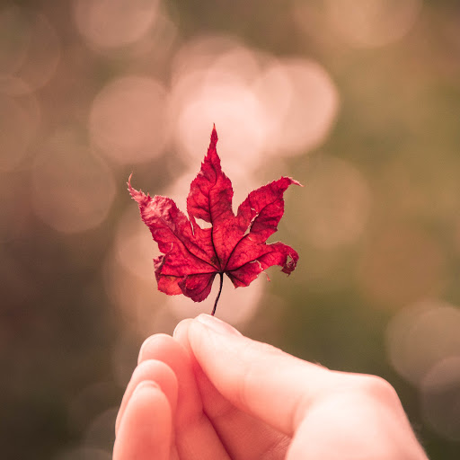 Hd-178108-ascw178108