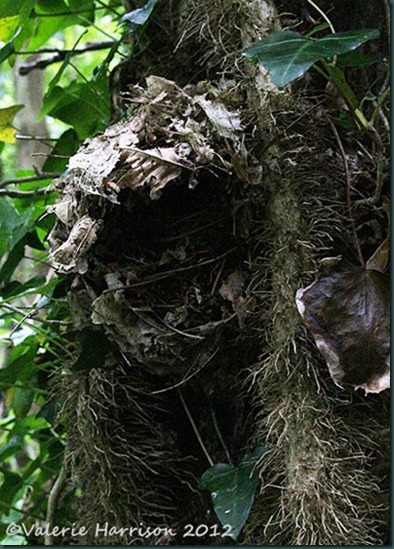 7-wrens-nest