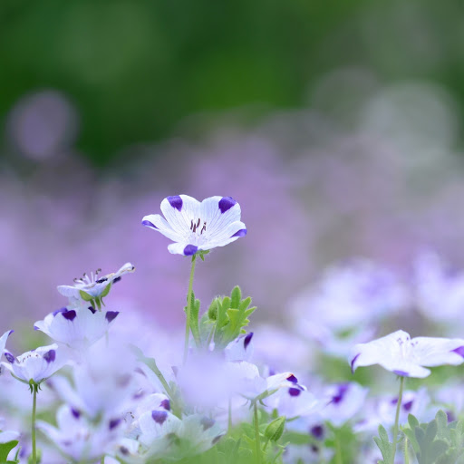 Hd-144269-ascw144269