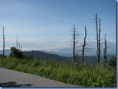 0307 Tennessee-North Carolina border - Smoky Mountain National Park - Clingmans Dome Rd - trail to Clingmans Dome