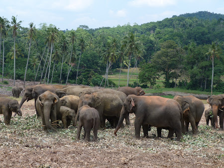 Imagini Sri Lanka: Orfelinat de elefanti Pinnawala