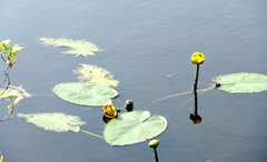 bog stink pot pond lilies