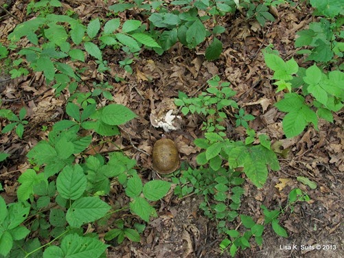 turtle eating mushroom trail view