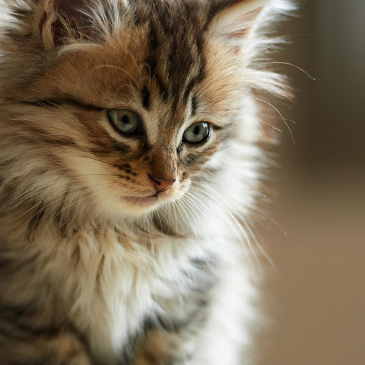 Hd-168910-ascw168910