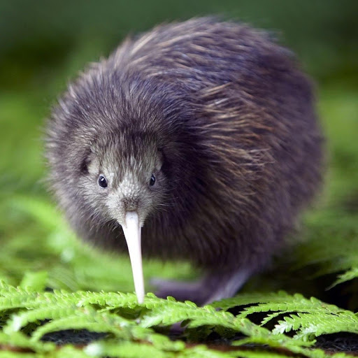 Hd-180086-ascw180086