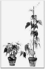 Gibberellin enhances elongation of stem or bolting in rosette plant