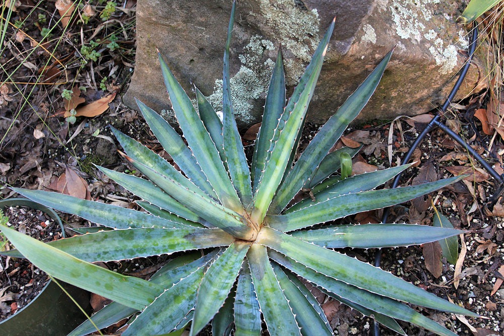 [130120_Agave-funkiana-Blue-Haze_01%255B5%255D.jpg]