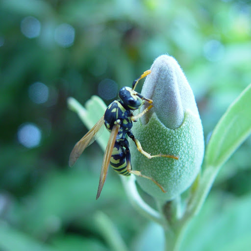 Hd-152608-ascw152608