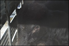 calves in trailer 2