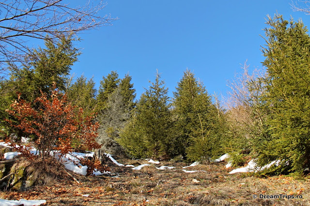 IMG_7528.JPG