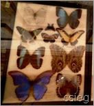 Butterflies  (1)g