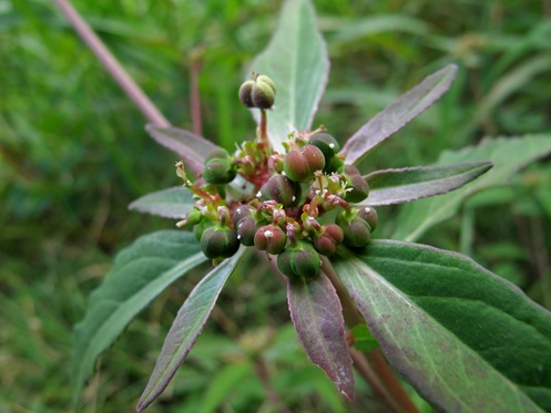 Euphorbia dentata flower head