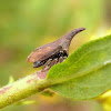 Widefooted Tree Hopper