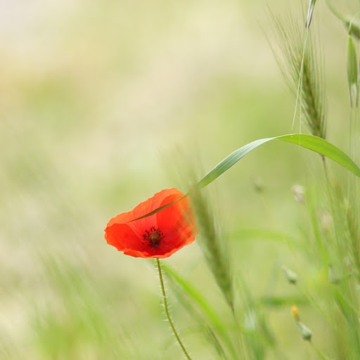 Hd-156603-ascw156603