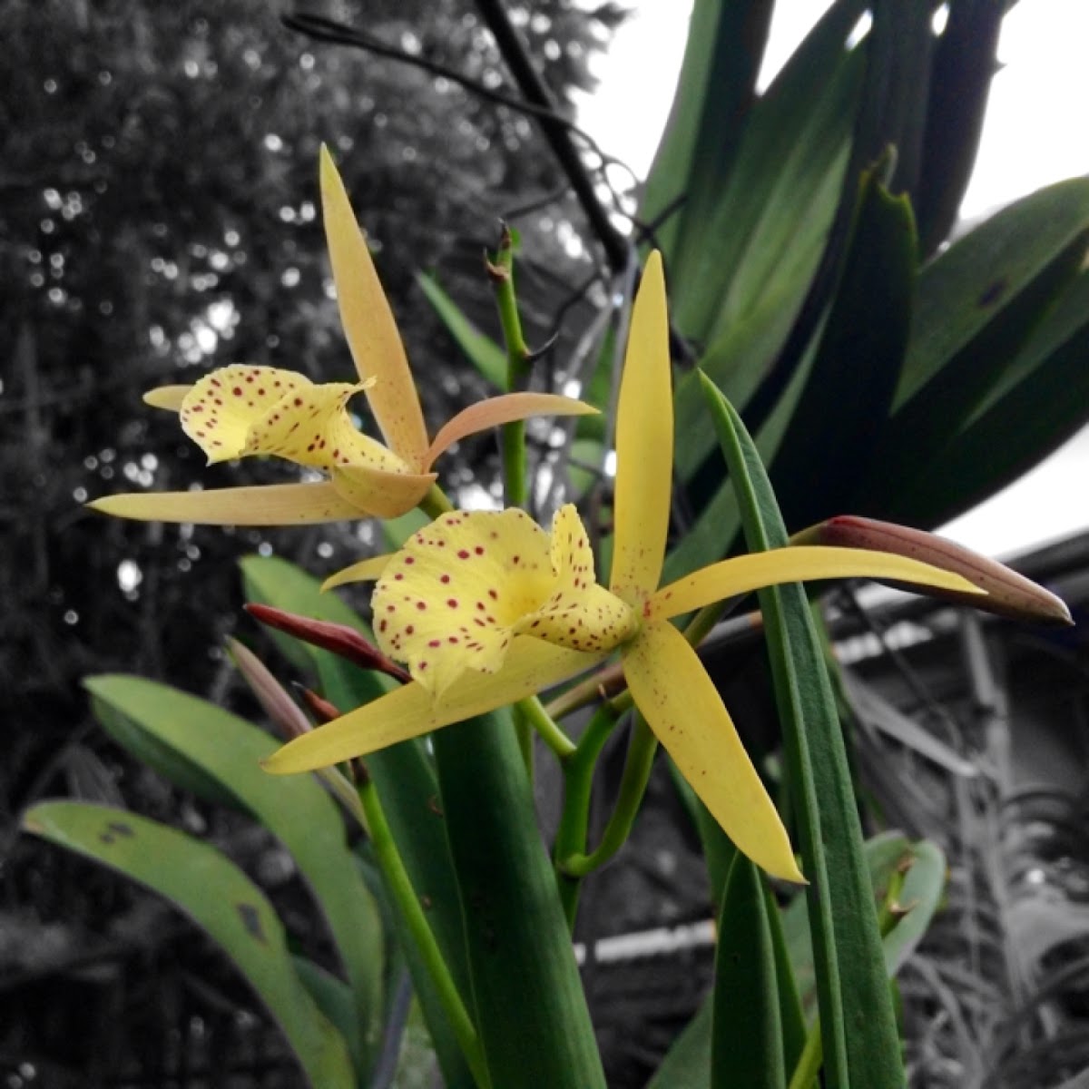 Brassavola laeliocattleya