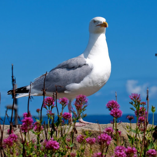 Hd-181231-ascw181231