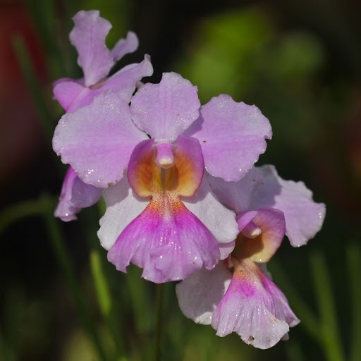 Hd-156096-ascw156096