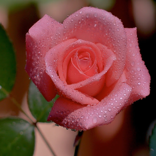 Hd-171417-ascw171417