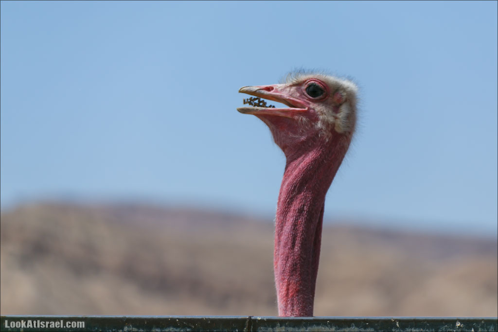 LookAtIsrael.com - Заповедник библейских животных Хай Бар | Hai Bar reserve | חי בר