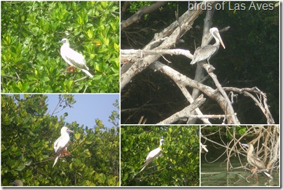 Bird spotting at Las Aves
