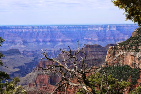 Dead Tree - Grand Canyon NP-1