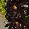Black Tree Aeonium