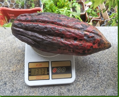 Cacao Vermelho Gigante (2)