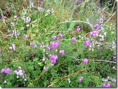 bell heather and ling