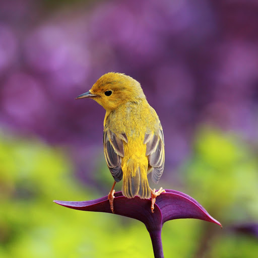 Hd-178243-ascw178243