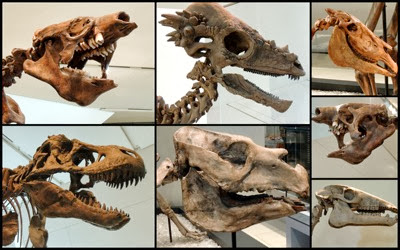 ROM dinosaur heads