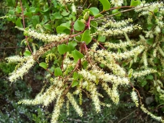 [Anredera-cordifolia.jpg]