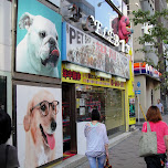 pet shop roppongi in Tokyo, Japan 