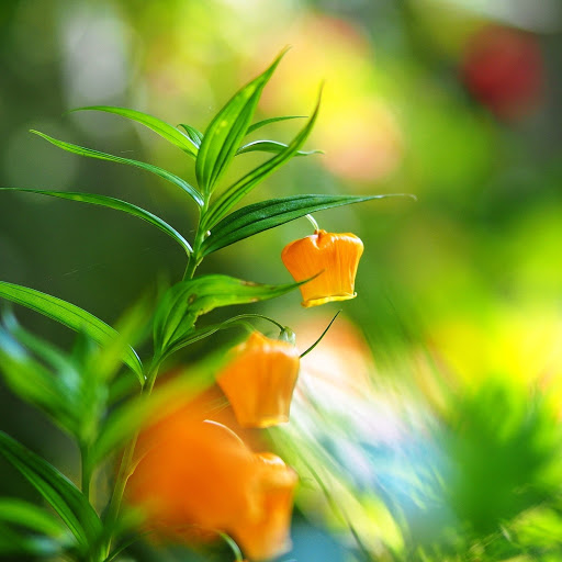 Hd-171645-ascw171645